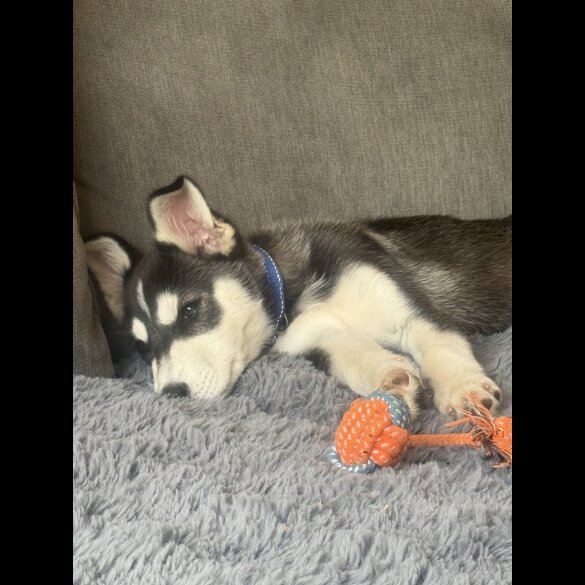 Siberian Husky - Dogs