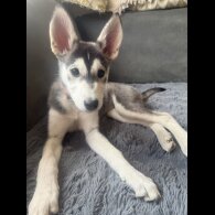 Siberian Husky - Dogs