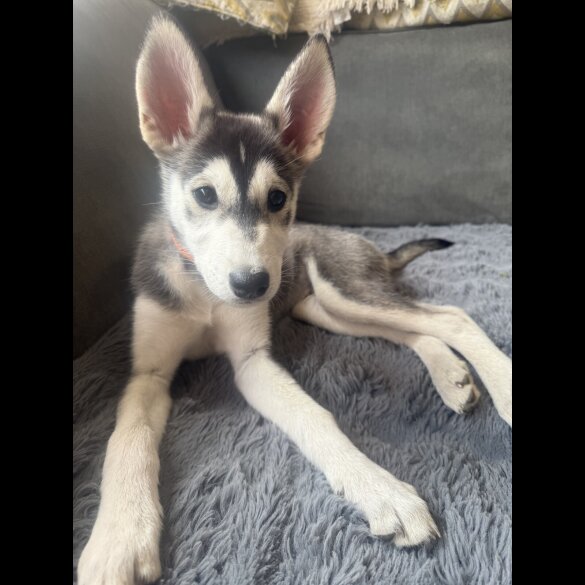 Siberian Husky - Dogs
