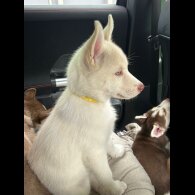 Siberian Husky - Both