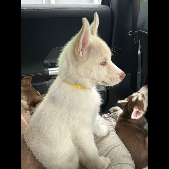 Siberian Husky - Both