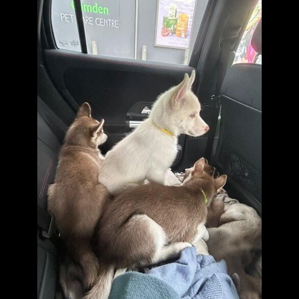 Siberian Husky - Both