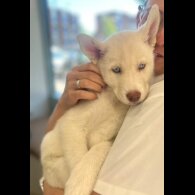 Siberian Husky - Both