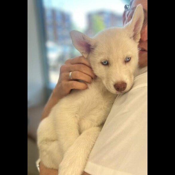 Siberian Husky - Both