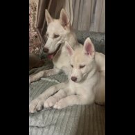 Siberian Husky - Both