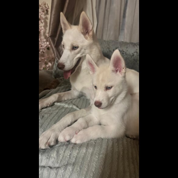 Siberian Husky - Both