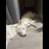Siberian Husky - Both