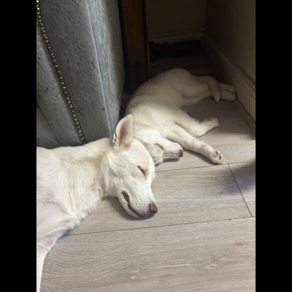 Siberian Husky - Both