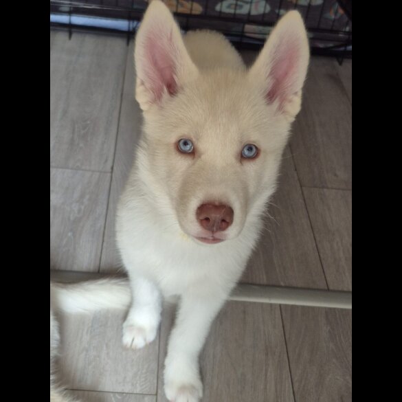 Siberian Husky - Both