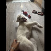 Siberian Husky - Both