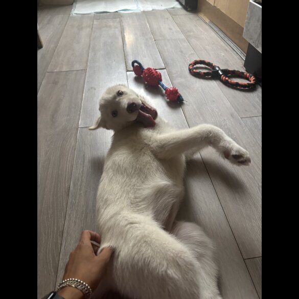 Siberian Husky - Both