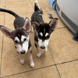 Siberian Husky - Dogs