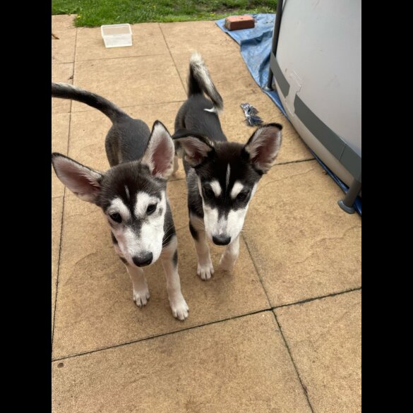 Siberian Husky - Dogs