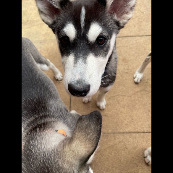 Siberian Husky - Dogs