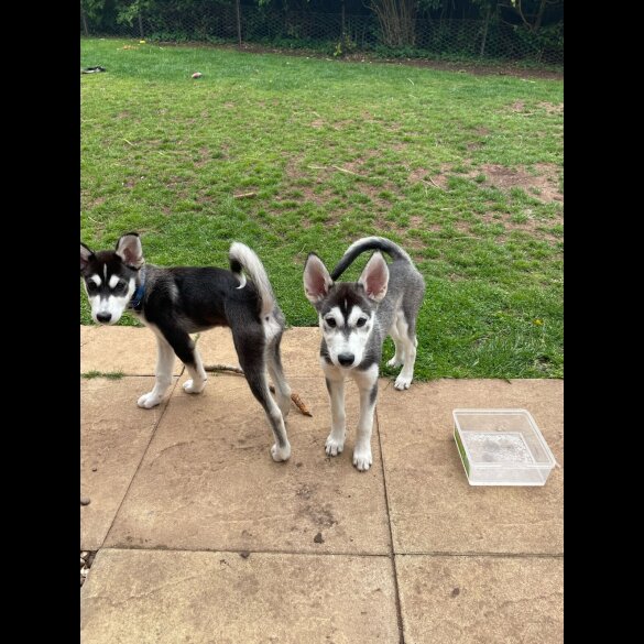 Siberian Husky - Dogs