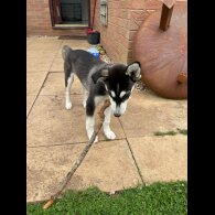 Siberian Husky - Dogs