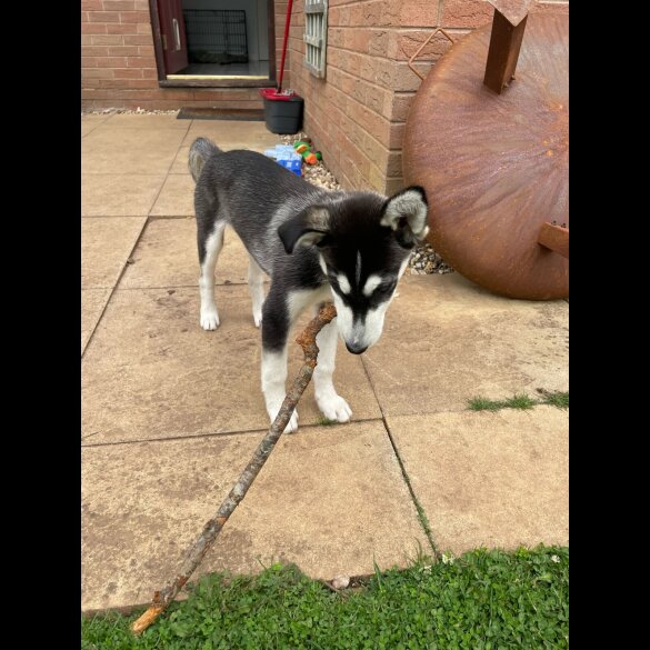 Siberian Husky - Dogs