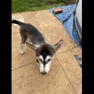 Siberian Husky - Dogs
