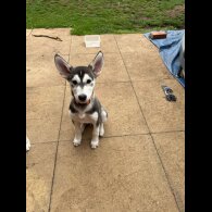 Siberian Husky - Dogs