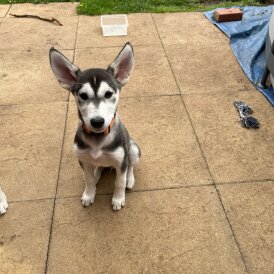 Siberian Husky - Dogs
