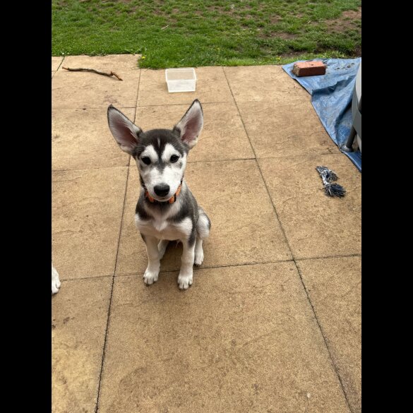 Siberian Husky - Dogs
