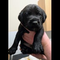 Labrador Retriever - Both