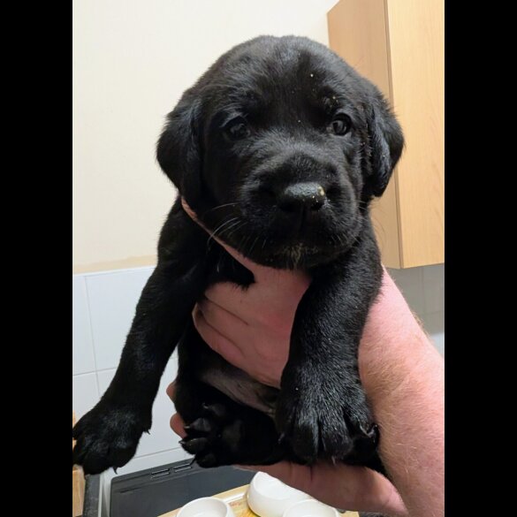 Labrador Retriever - Both