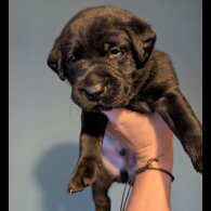 Labrador Retriever - Both