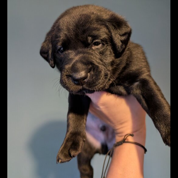 Labrador Retriever - Both