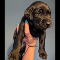 Labrador Retriever - Both