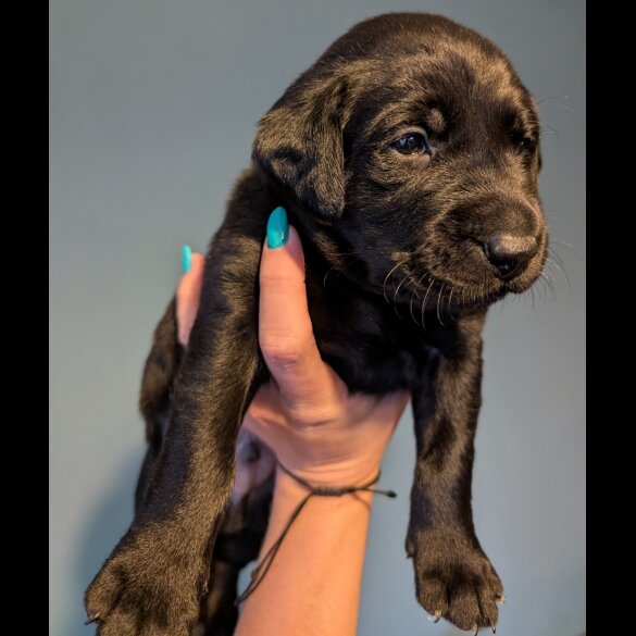Labrador Retriever - Both