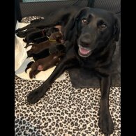 Labrador Retriever - Both