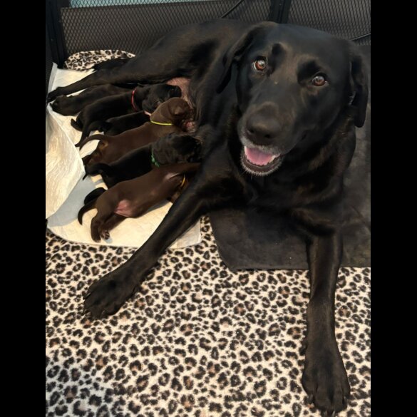 Labrador Retriever - Both