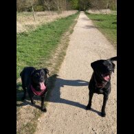 Labrador Retriever - Both