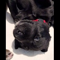 Labrador Retriever - Both
