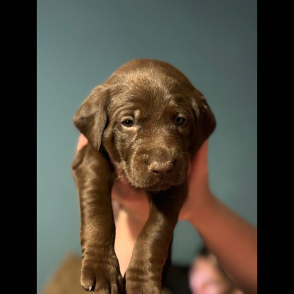 Labrador Retriever - Both