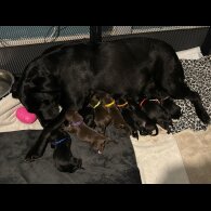 Labrador Retriever - Both
