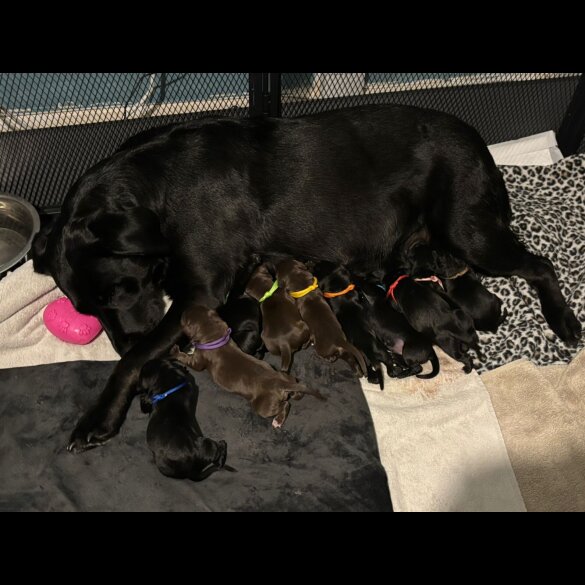 Labrador Retriever - Both