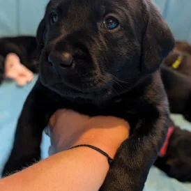 Labrador Retriever - Both