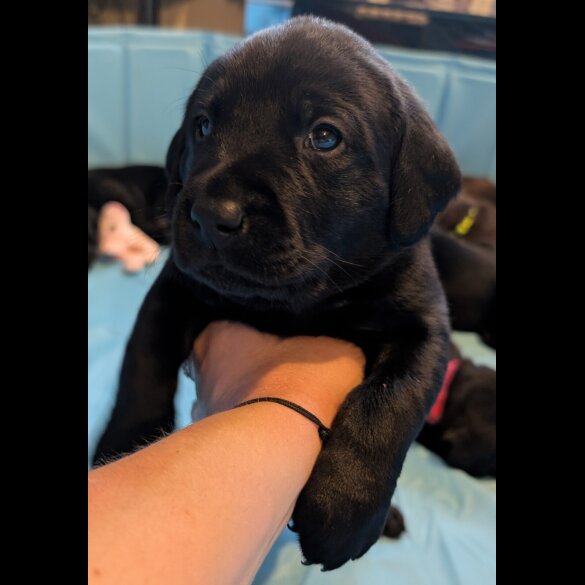 Labrador Retriever - Both