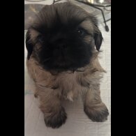 Shih Tzu - Both