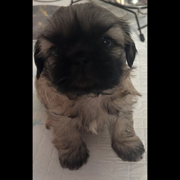 Shih Tzu - Both