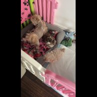 Shih Tzu - Both