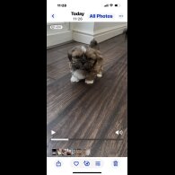 Shih Tzu - Both