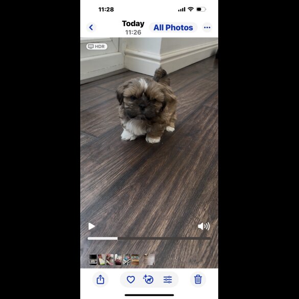 Shih Tzu - Both