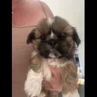 Shih Tzu - Both