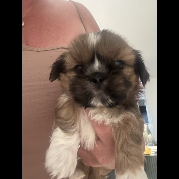 Shih Tzu - Both