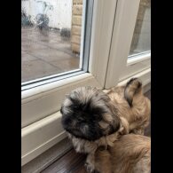 Shih Tzu - Both
