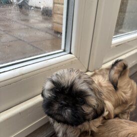Shih Tzu - Both