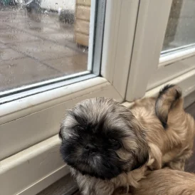 Shih Tzu - Both